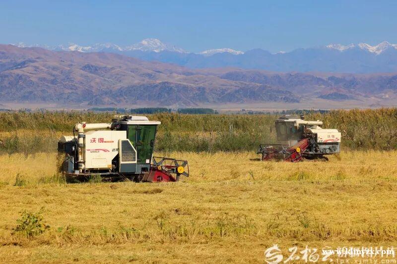 “中国碗”里装了更多“新疆粮”