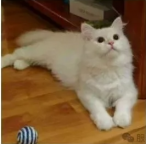 寻猫启事
