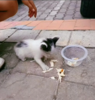 猫咪领养